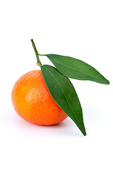 Image showing Single mandarine with leaves