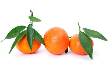 Image showing Three mandarines with leaves