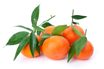 Image showing Some fresh mandarines with leaves