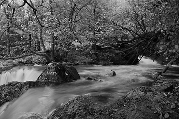 Image showing Forest River