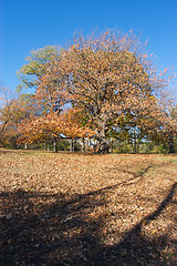 Image showing Autumn tree New York