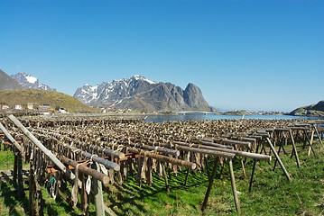 Image showing Dry fish Lofoten