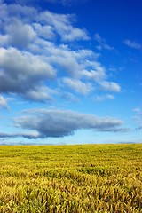 Image showing Field and blue sky