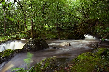 Image showing Forest river