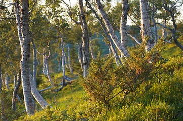 Image showing Mountain forest