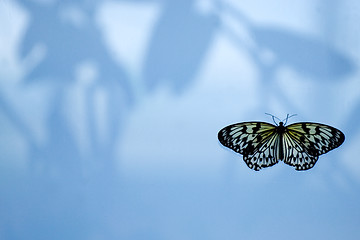 Image showing Butterfly on the window