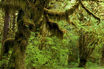 Image showing Spring in rainforest