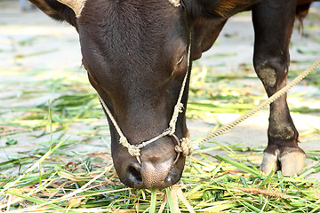 Image showing cow eating grass