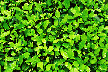 Image showing Close-up image of fresh spring green leaf