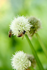 Image showing green onion flower