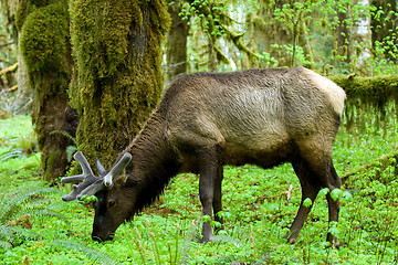 Image showing Roosevelt elk