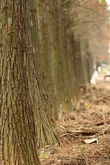 Image showing fall trees road 