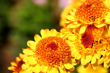 Image showing yellow flower 