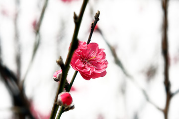 Image showing Plum Blossom