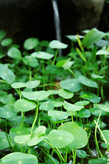 Image showing green background with grass 