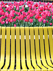 Image showing Red tulips and yellow bench