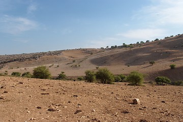 Image showing Mediterranean desert landscape with cows