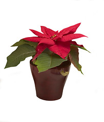 Image showing poinsettia