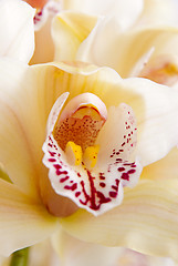 Image showing Orchid flower close-up, selective focus 