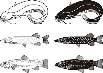 Image showing Catfish,Trout, Pike fish 