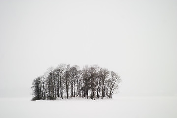 Image showing Frozen Lake with Trees