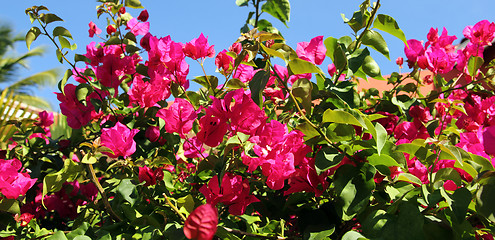 Image showing pink flowers