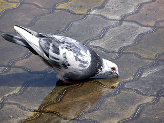 Image showing Pigeon drinking water