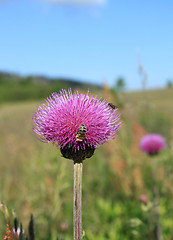 Image showing Thistle flower