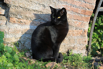 Image showing Black cat