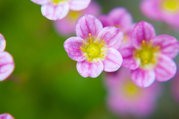 Image showing Macro flower