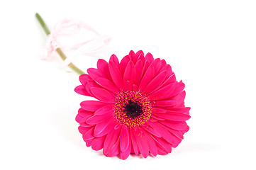 Image showing Gerbera