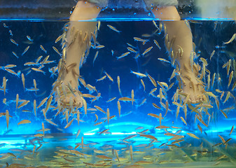 Image showing Fish spa