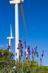 Image showing wild lavanda  against  blue sky with giant Wind turbine as backg