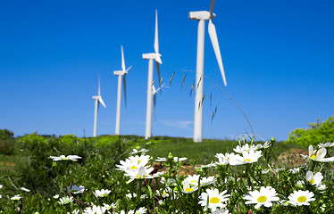 Image showing wild daisy  against  blue sky with giant Wind turbine as backgro