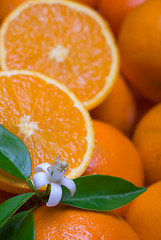 Image showing oranges with leafs and blossom in a white background 