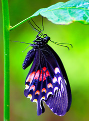 Image showing colourful butterfly sitting on a plant