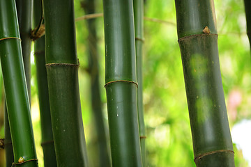 Image showing bamboo