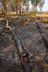 Image showing forest after fire