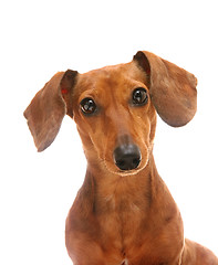 Image showing dachshund