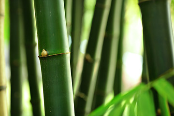 Image showing bamboo