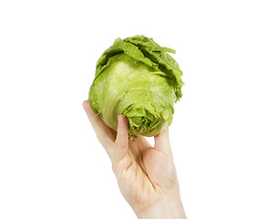 Image showing Head of Lettuce