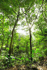 Image showing Green forest with ray