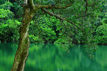 Image showing tree in water