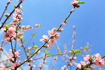 Image showing sakura japanese cherry blossoms