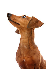 Image showing dachshund looking to top