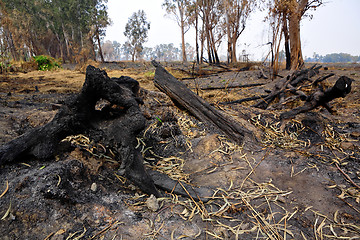 Image showing forest after fire