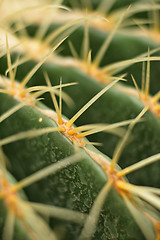 Image showing cactus close up