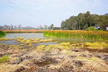 Image showing Wetland