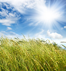 Image showing grass and wind blowing