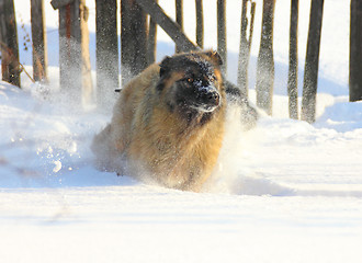 Image showing Caucasian Shepherd dog running in snow